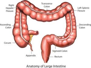 Anatomy of Colon