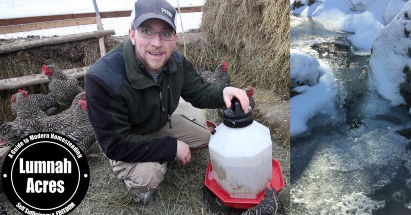 Video: HOW to KEEP your CHICKENS WATER from FREEZING OFF-GRID HACK